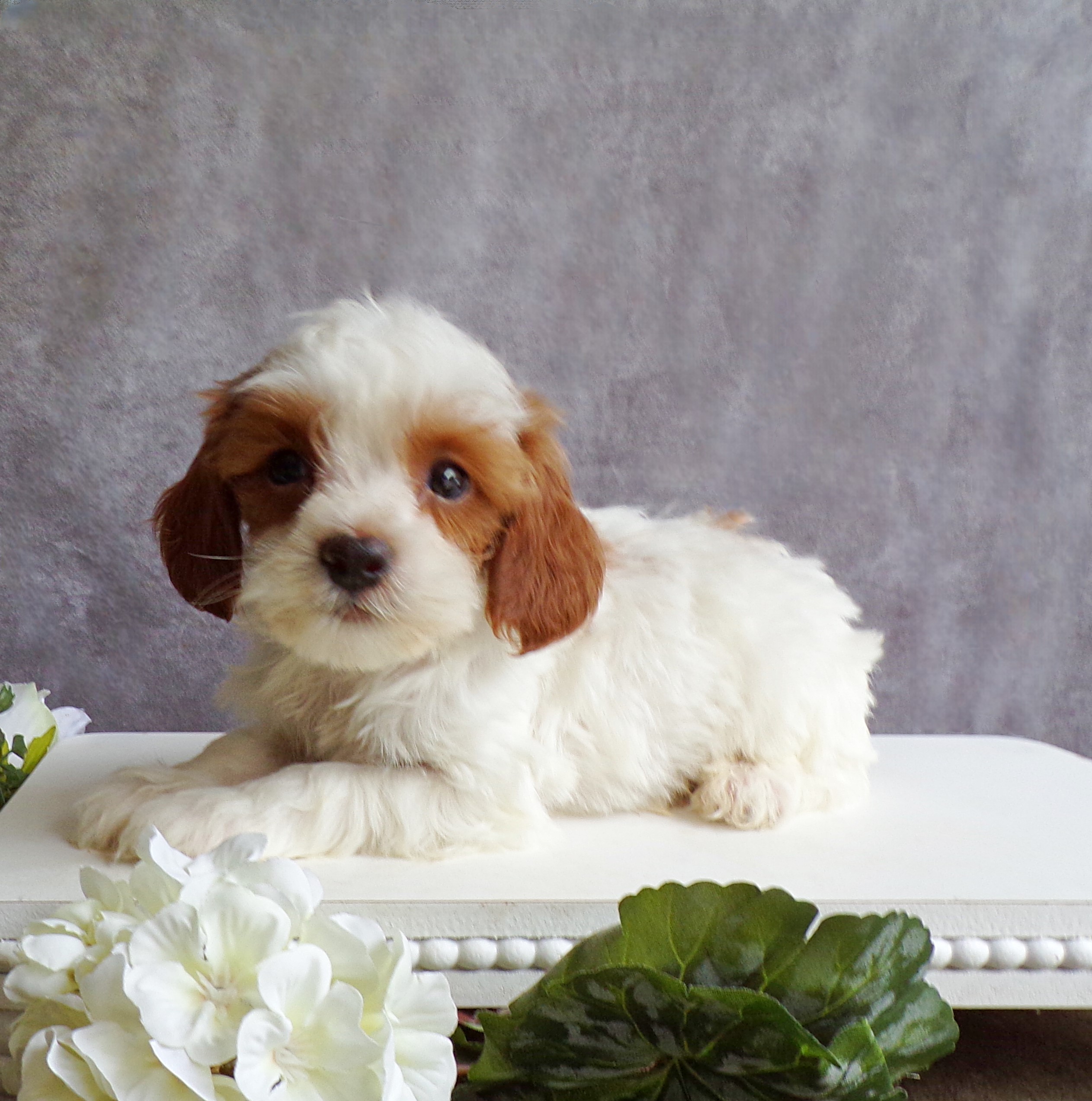 puppy, for, sale, Cavapoo, John B. Smucker, dog, breeder, East Earl, PA, dog-breeder, puppy-for-sale, forsale, nearby, find, puppyfind, locator, puppylocator, aca