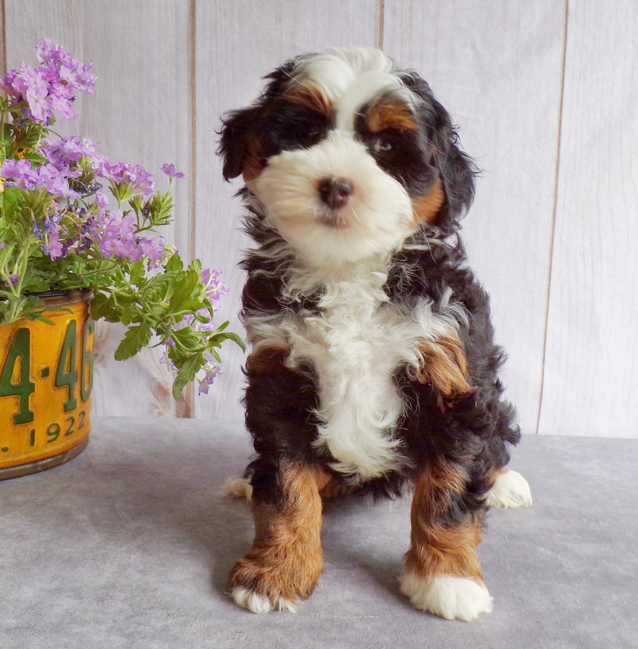 puppy, for, sale, Mini Bernedoodle, John B. Smucker, dog, breeder, East Earl, PA, dog-breeder, puppy-for-sale, forsale, nearby, find, puppyfind, locator, puppylocator, aca