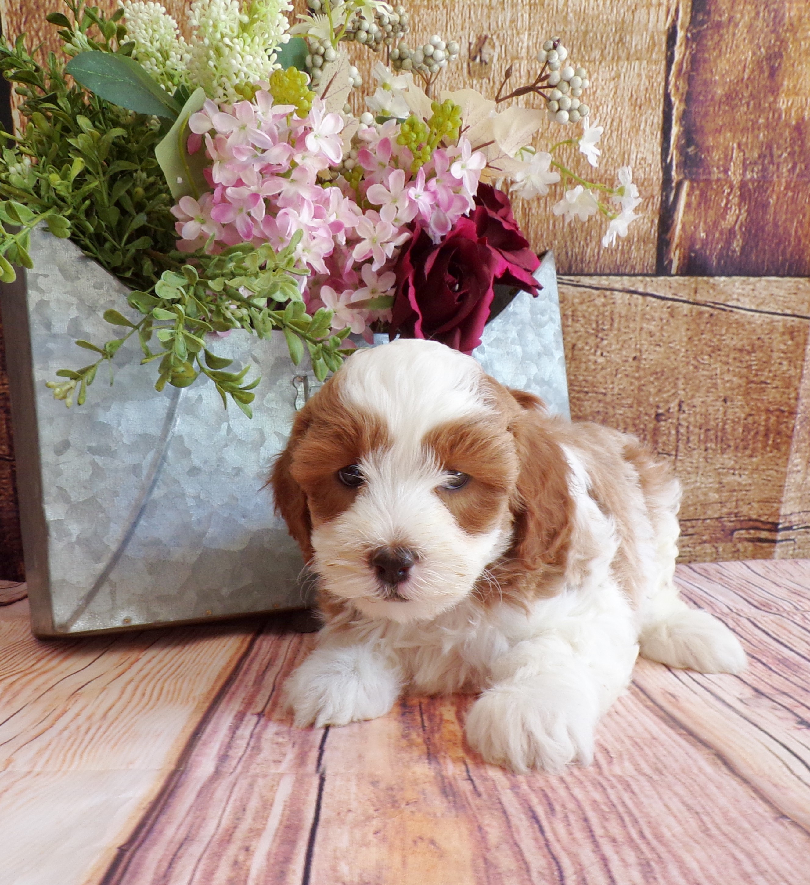 puppy, for, sale, Cavapoo, John B. Smucker, dog, breeder, East Earl, PA, dog-breeder, puppy-for-sale, forsale, nearby, find, puppyfind, locator, puppylocator, aca