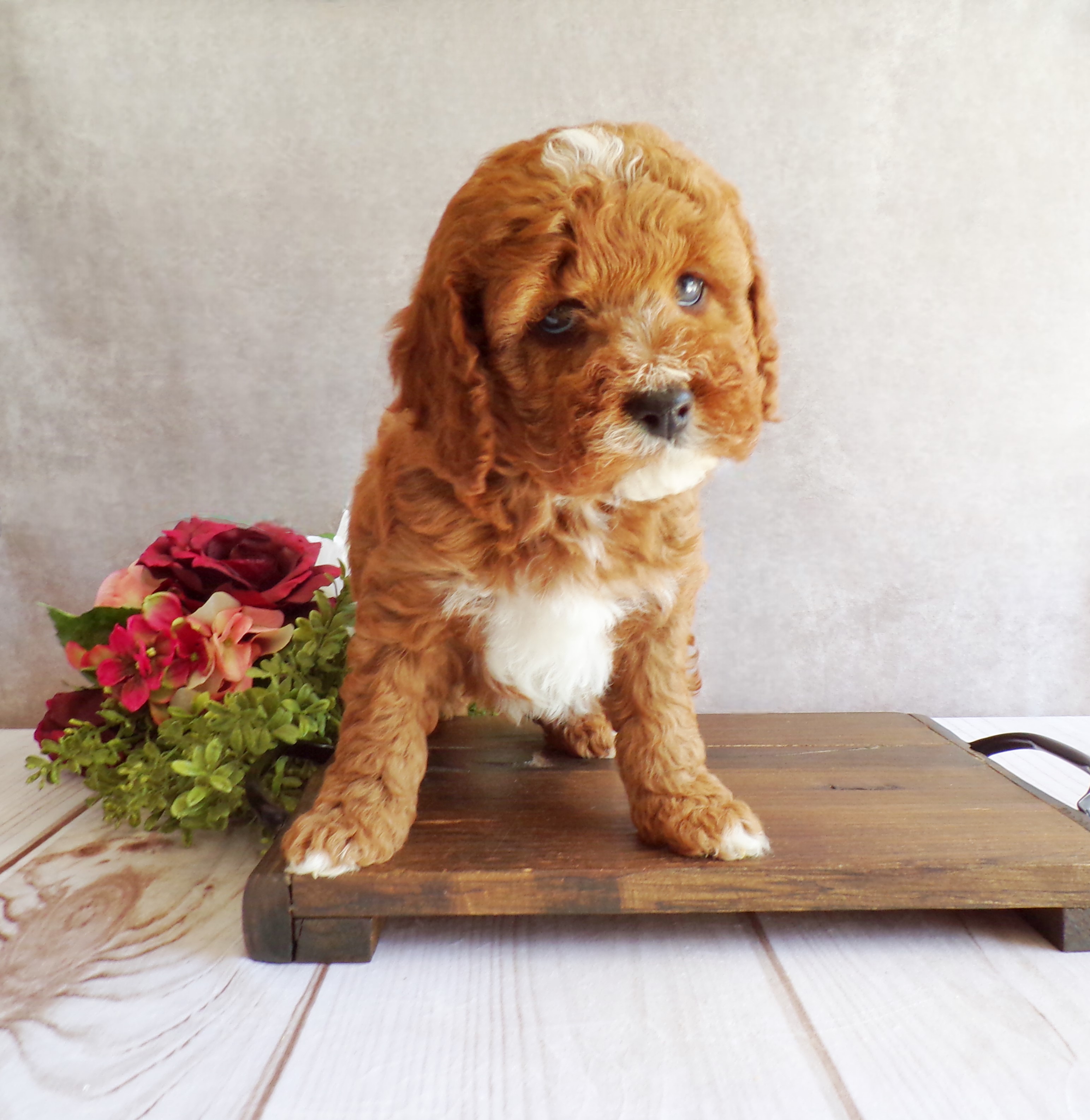 puppy, for, sale, Cavapoo, John B. Smucker, dog, breeder, East Earl, PA, dog-breeder, puppy-for-sale, forsale, nearby, find, puppyfind, locator, puppylocator, aca