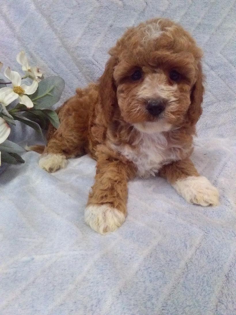 puppy, for, sale, Micro Golden Doodles, John B. Smucker, dog, breeder, East Earl, PA, dog-breeder, puppy-for-sale, forsale, nearby, find, puppyfind, locator, puppylocator, aca