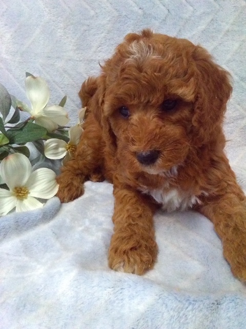 puppy, for, sale, Micro Golden Doodles, John B. Smucker, dog, breeder, East Earl, PA, dog-breeder, puppy-for-sale, forsale, nearby, find, puppyfind, locator, puppylocator, aca