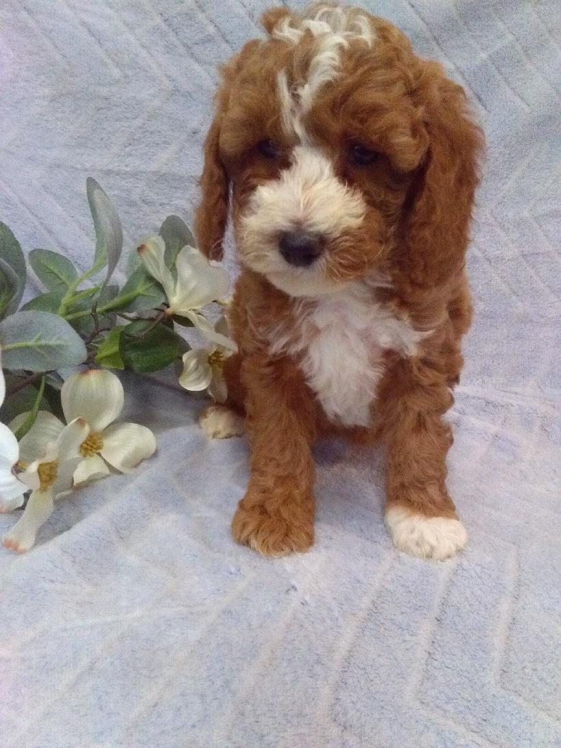 puppy, for, sale, Micro Golden Doodles, John B. Smucker, dog, breeder, East Earl, PA, dog-breeder, puppy-for-sale, forsale, nearby, find, puppyfind, locator, puppylocator, aca