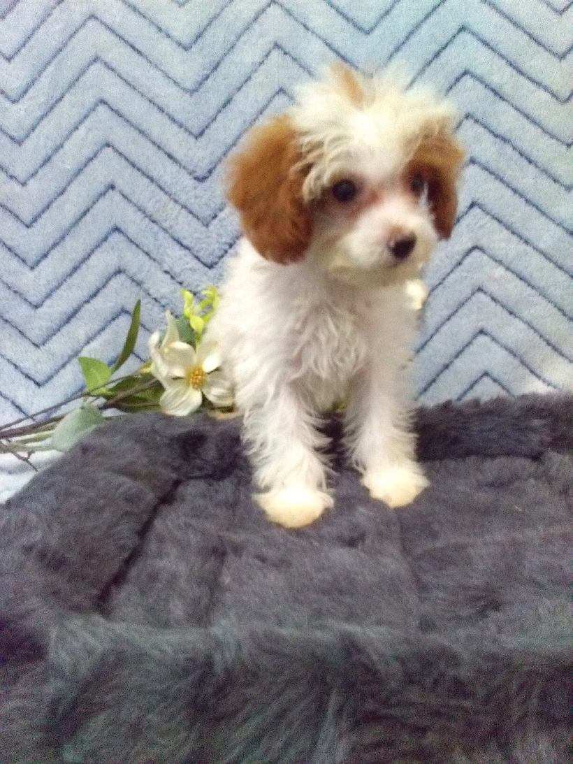 puppy, for, sale, Cavapoo, John B. Smucker, dog, breeder, East Earl, PA, dog-breeder, puppy-for-sale, forsale, nearby, find, puppyfind, locator, puppylocator, aca