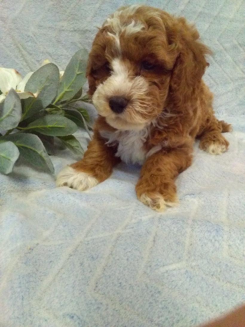 puppy, for, sale, Micro Golden Doodles, John B. Smucker, dog, breeder, East Earl, PA, dog-breeder, puppy-for-sale, forsale, nearby, find, puppyfind, locator, puppylocator, aca