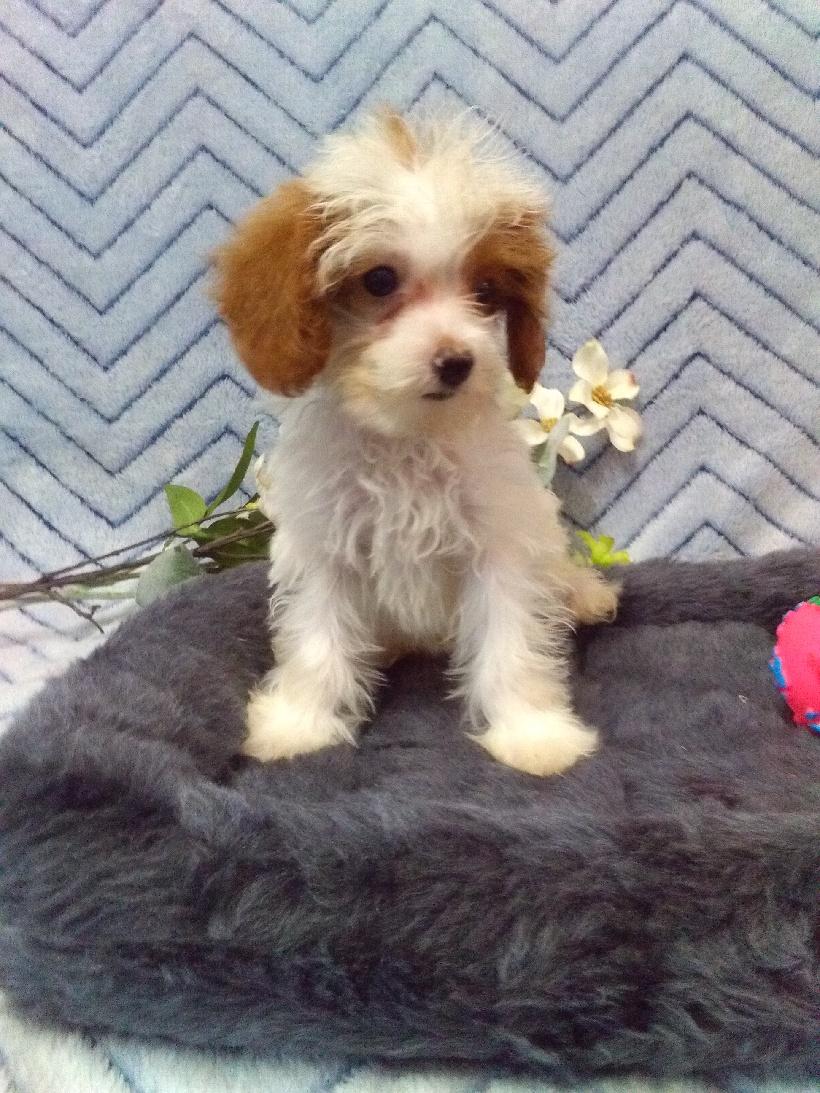 Puppyfinder cavapoo hot sale