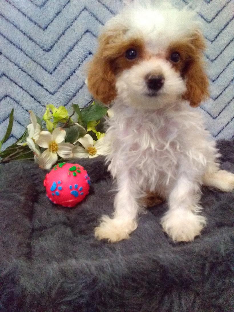 Puppyfind cavapoo discount