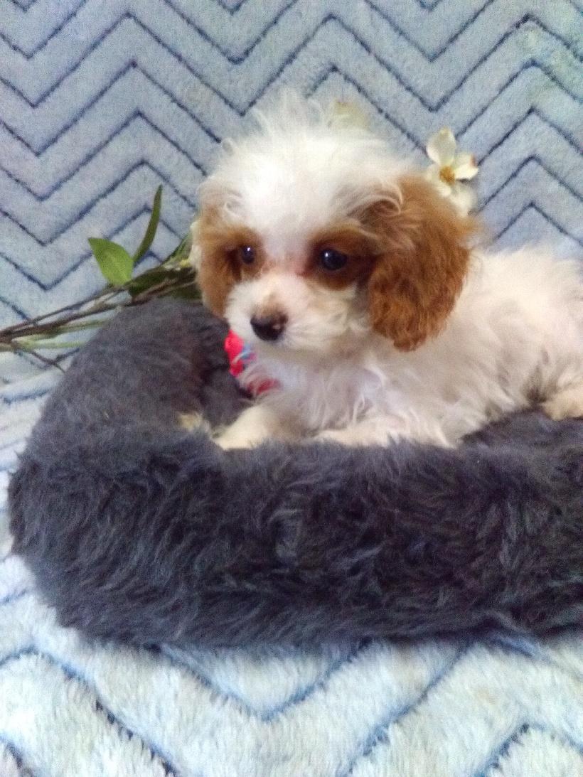 puppy, for, sale, Cavapoo, John B. Smucker, dog, breeder, East Earl, PA, dog-breeder, puppy-for-sale, forsale, nearby, find, puppyfind, locator, puppylocator, aca