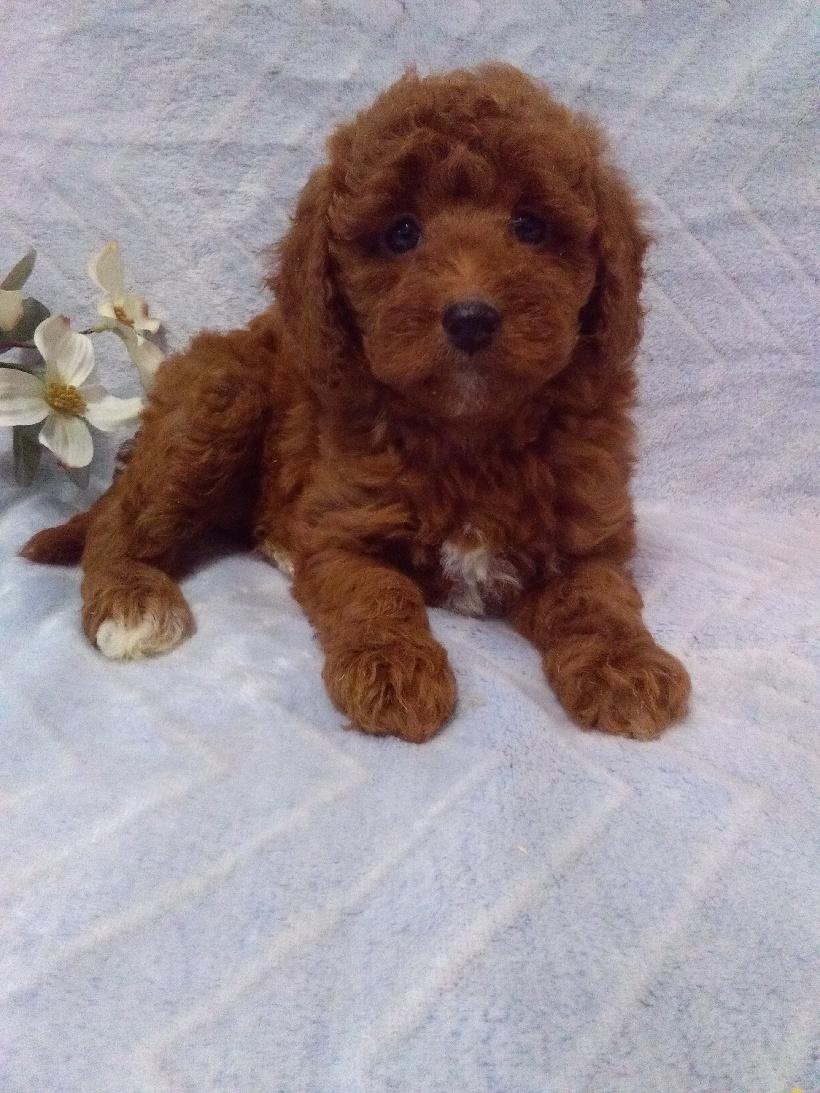 puppy, for, sale, Micro Golden Doodles, John B. Smucker, dog, breeder, East Earl, PA, dog-breeder, puppy-for-sale, forsale, nearby, find, puppyfind, locator, puppylocator, aca