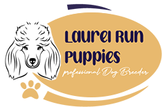 Laurel Run Puppies