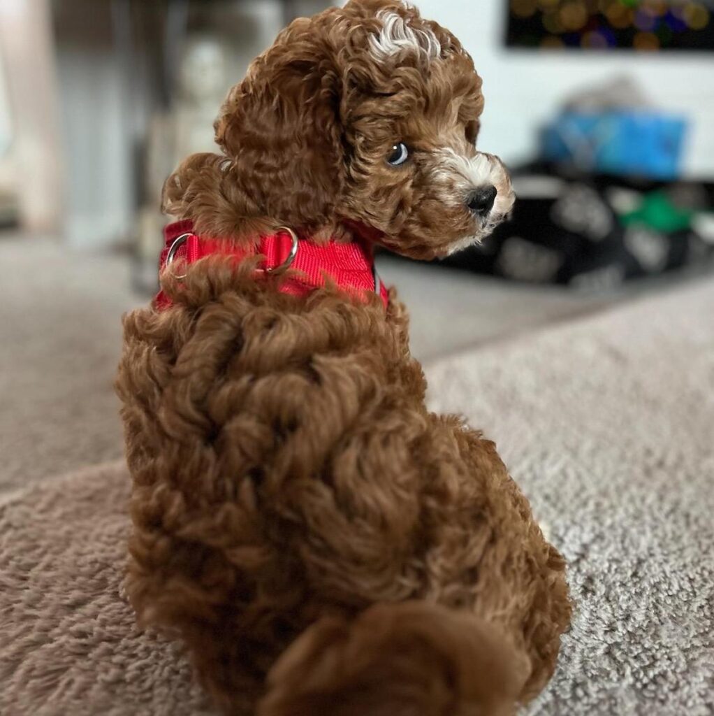 Toy Poodle Puppies