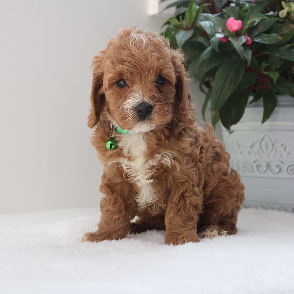 Cavapoo puppies