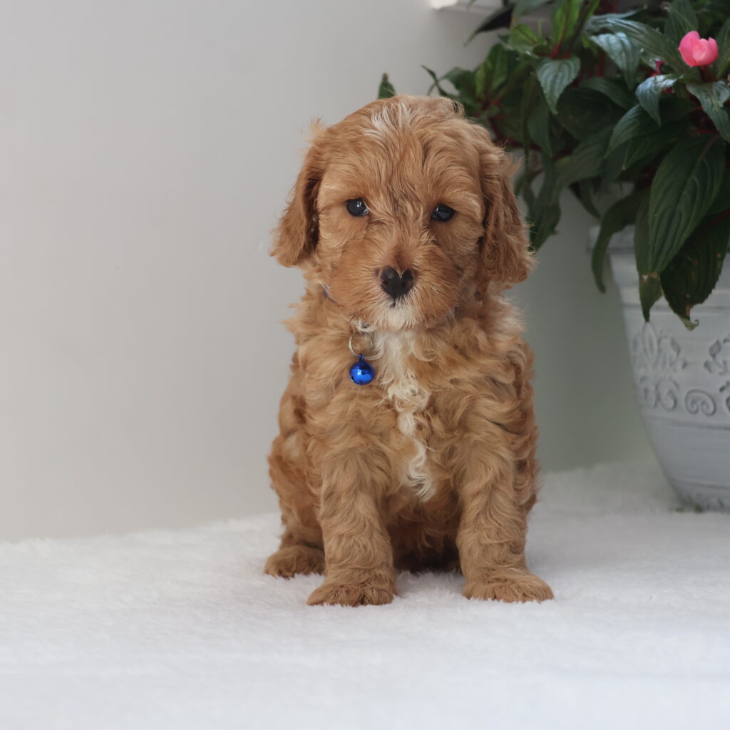 cavapoo puppies