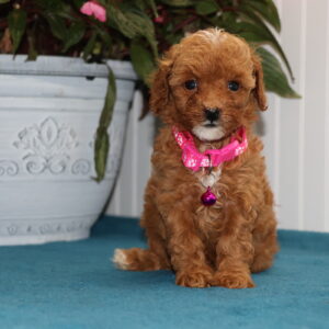 Red mini poodles for sale
