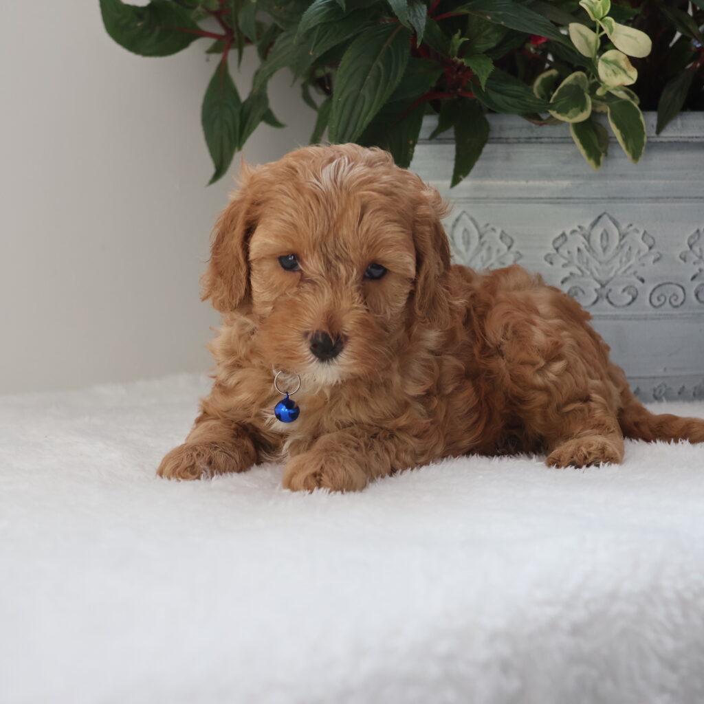 cavadoodle