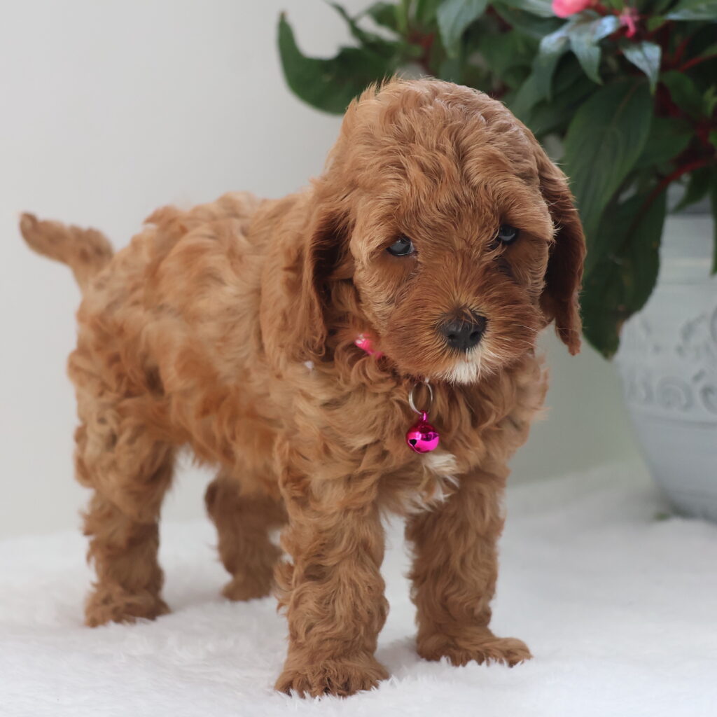 cavapoo