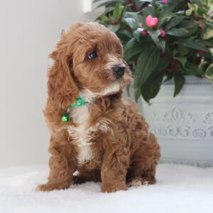 cavapoo