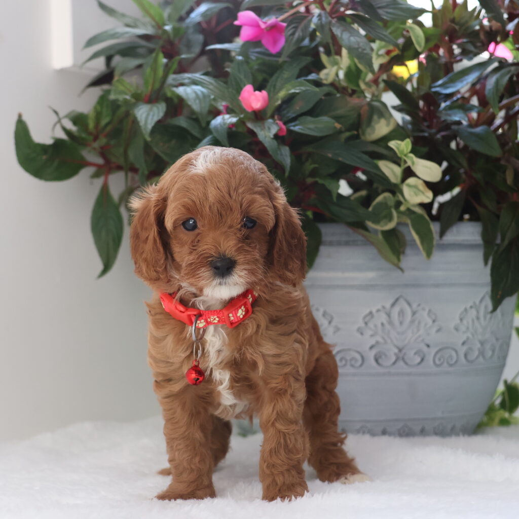 cavapoo breeders