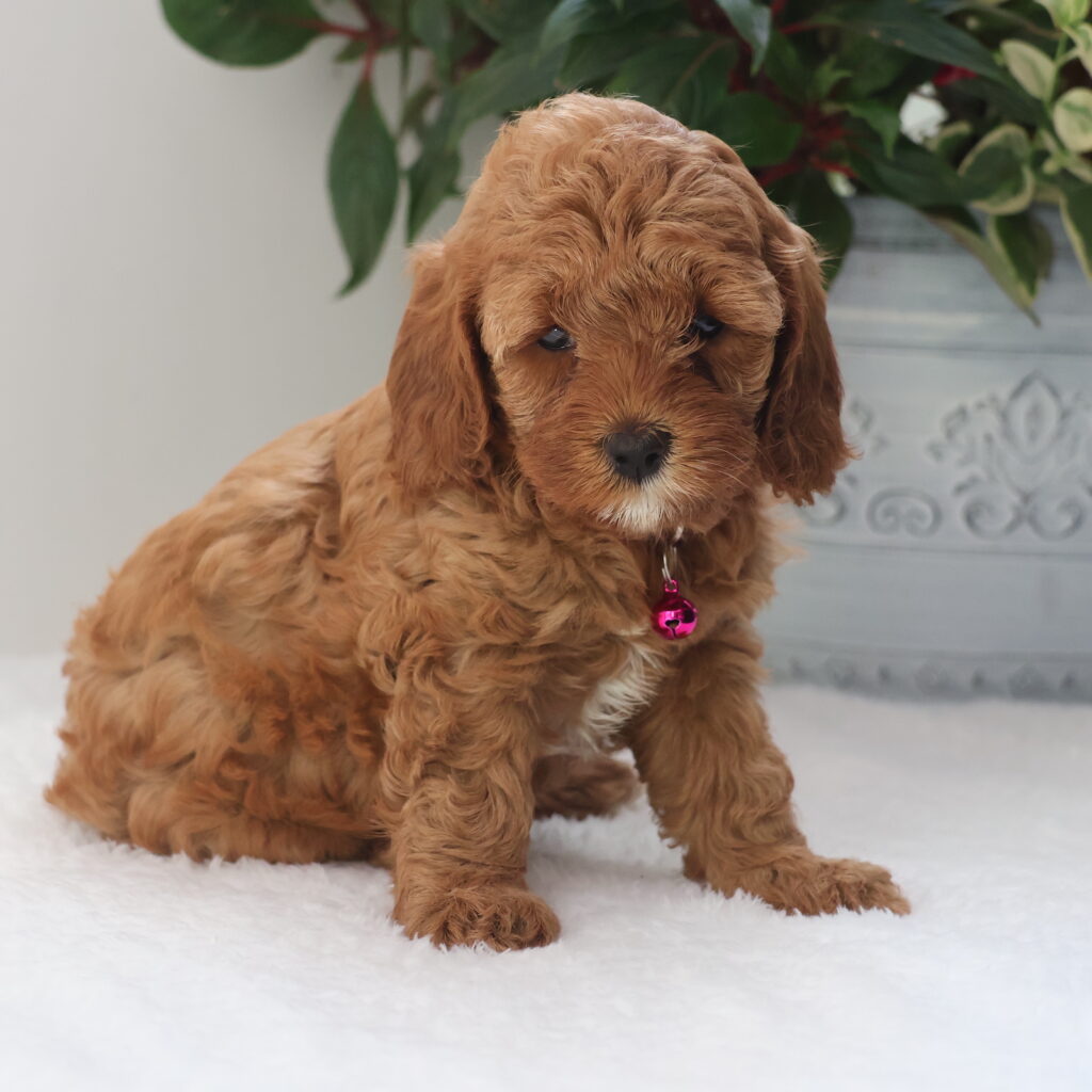cavapoo breeders