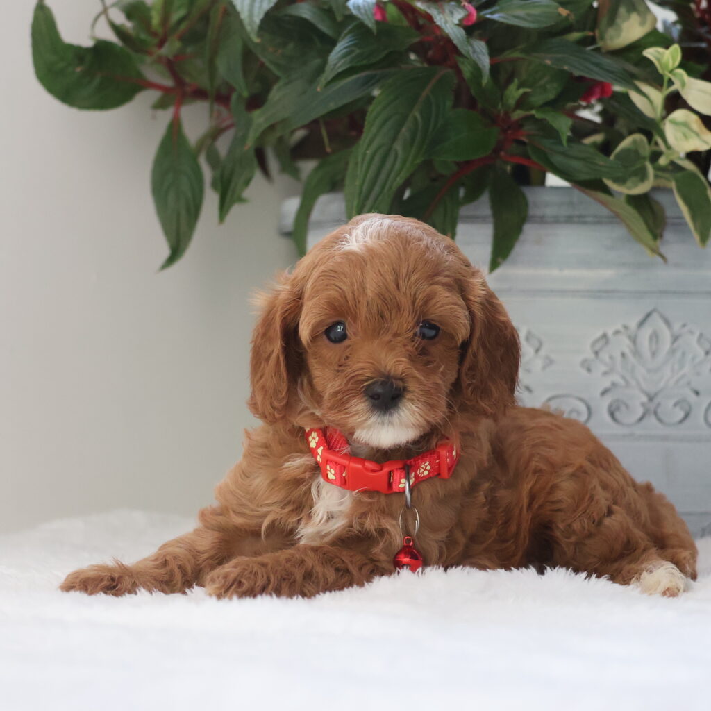 cavapoo breeders near me