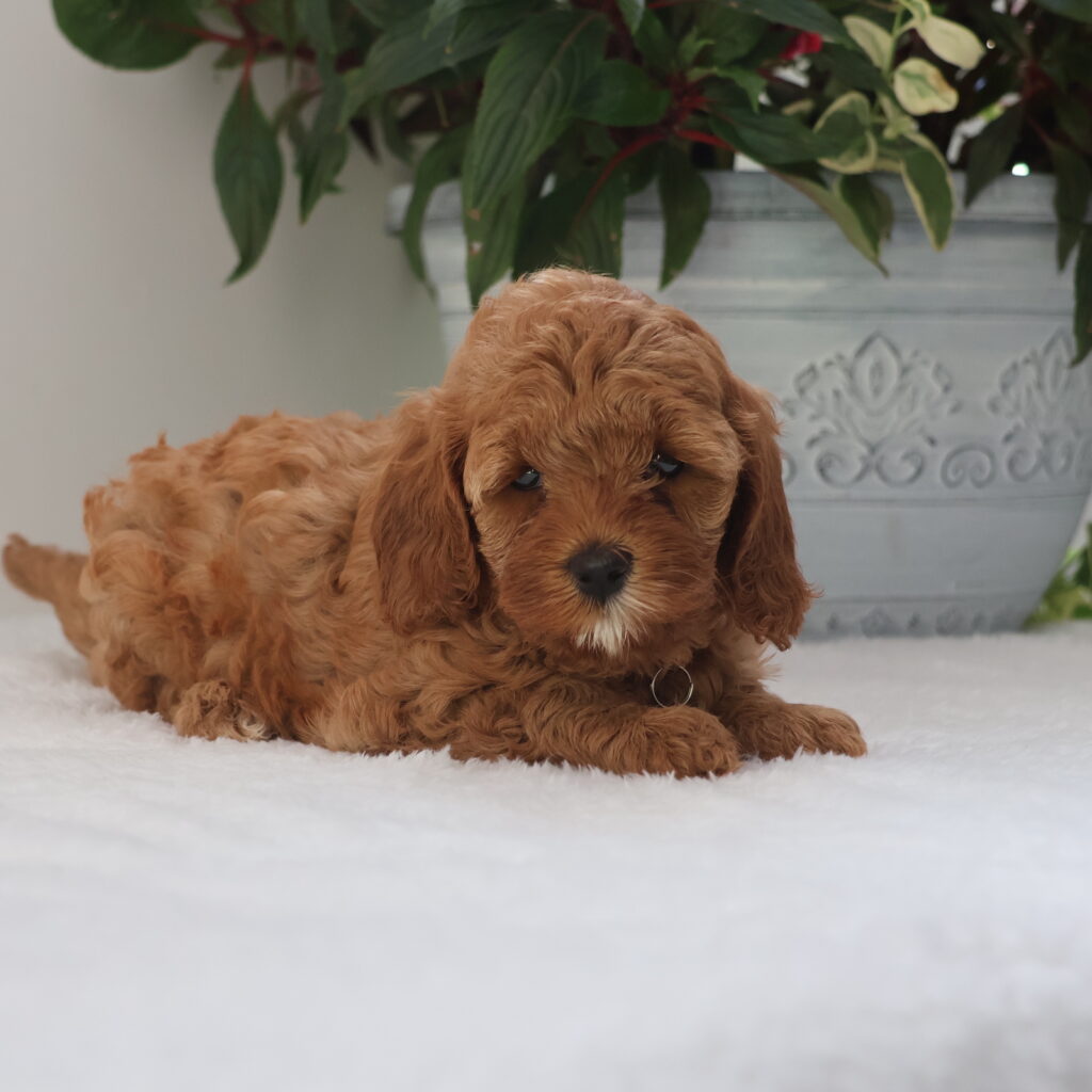 cavapoo dogs for sale