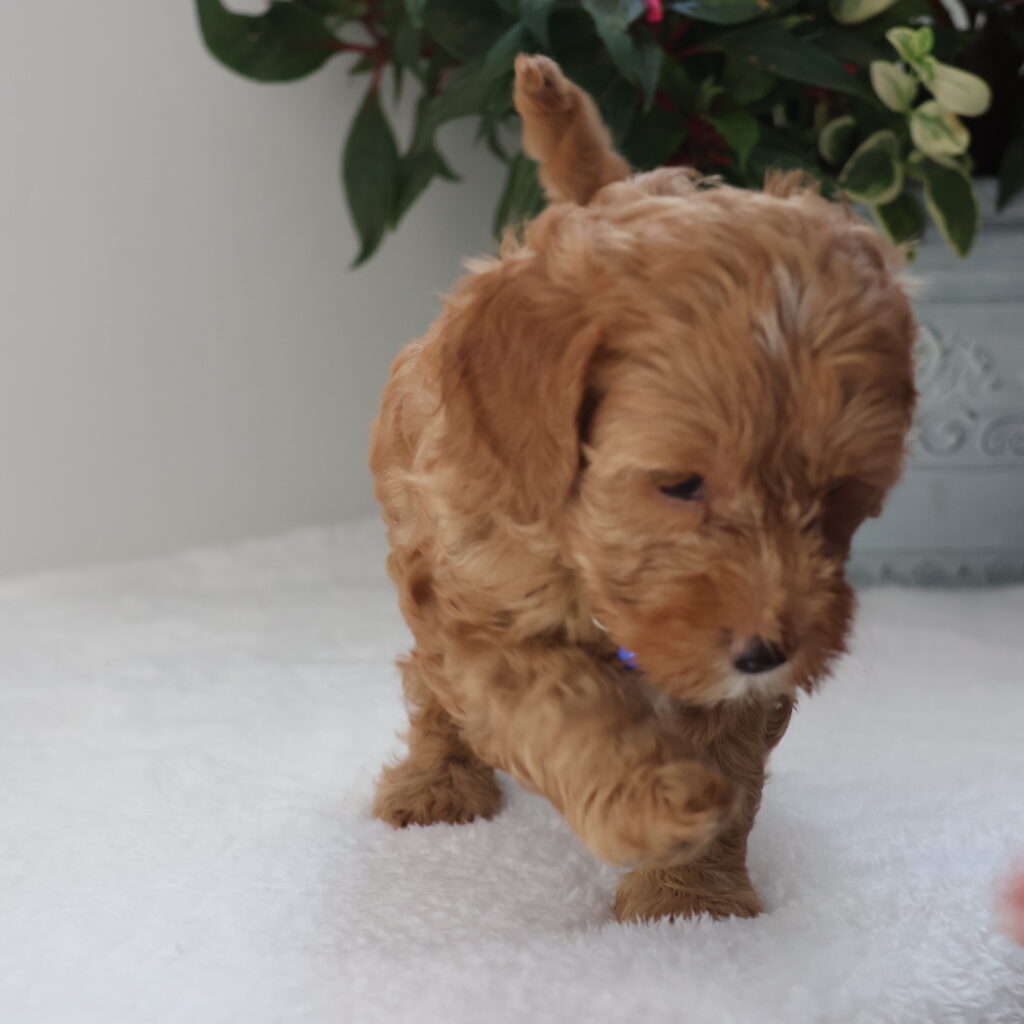 cavapoo for sale