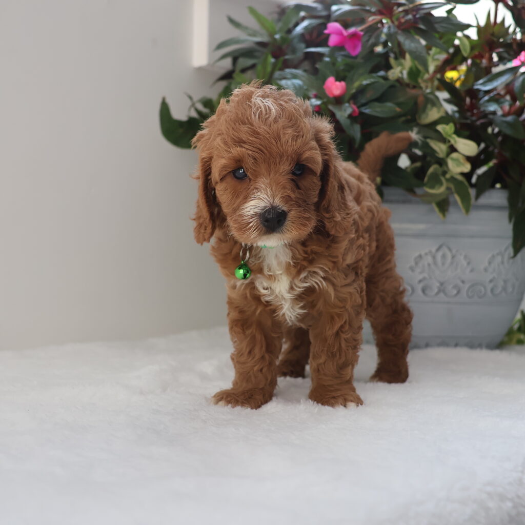cavapoo for sale