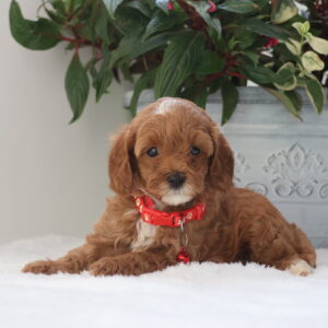 cavapoos for sale near me