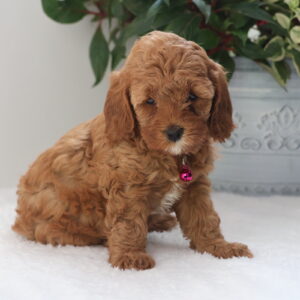 cavapoo for sale near me