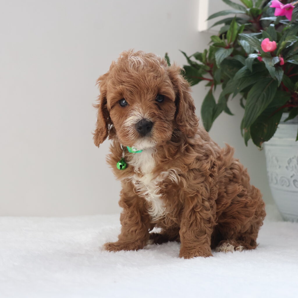 cavapoo near me