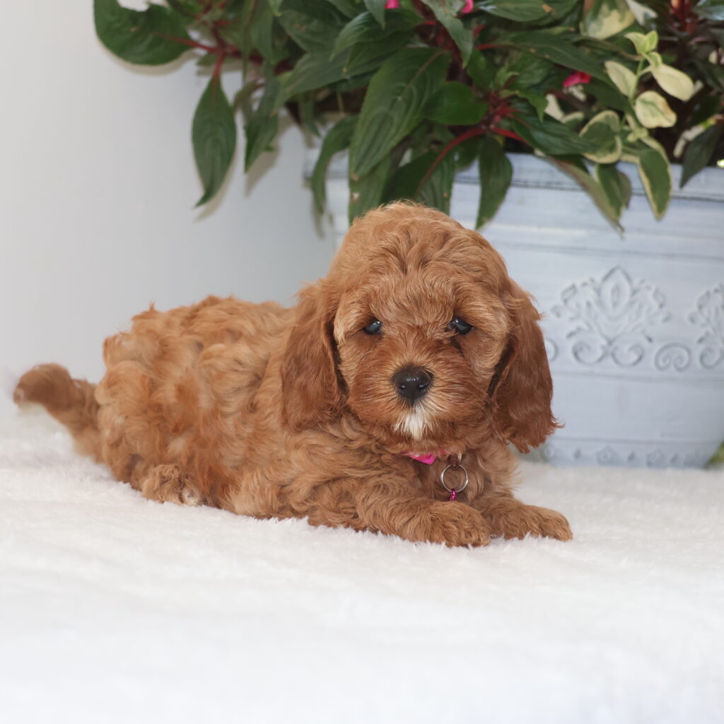 cavapoo near me