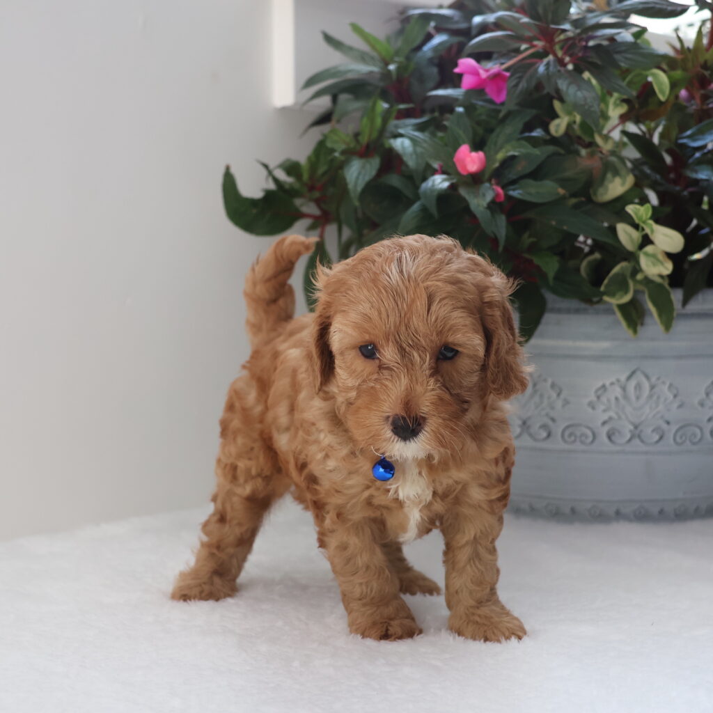 cavapoo puppies for sale