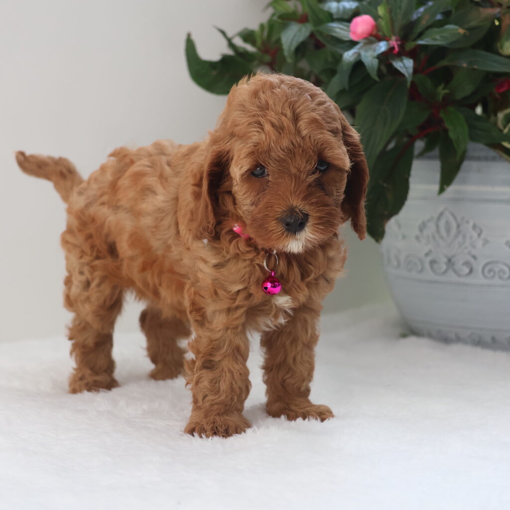 cavapoo puppies for sale