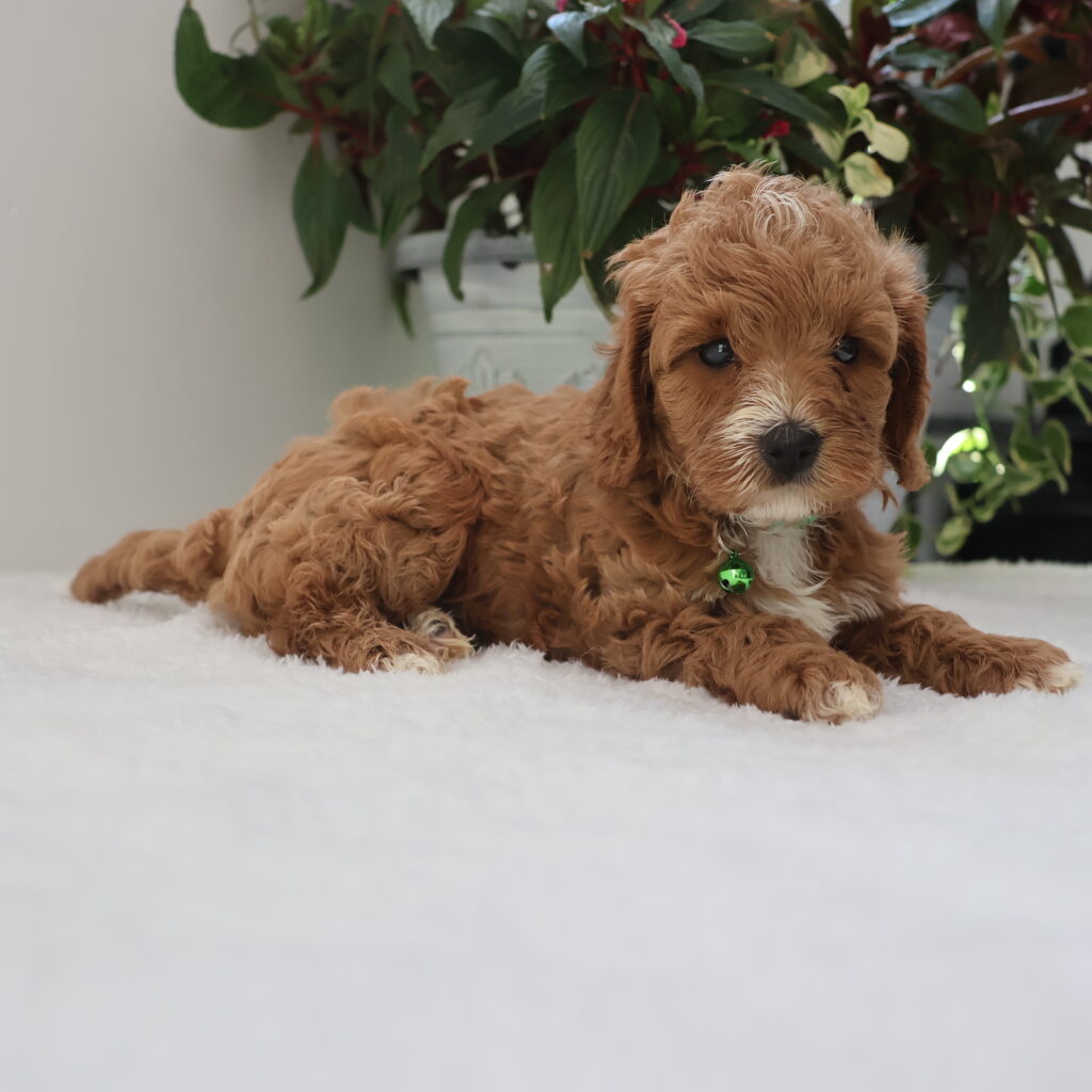 cavapoo puppy