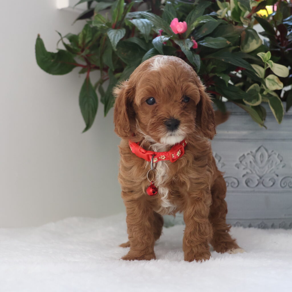 cavapoo puppy