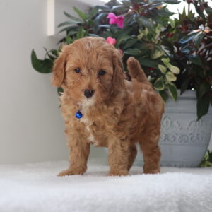 cavapoo puppy