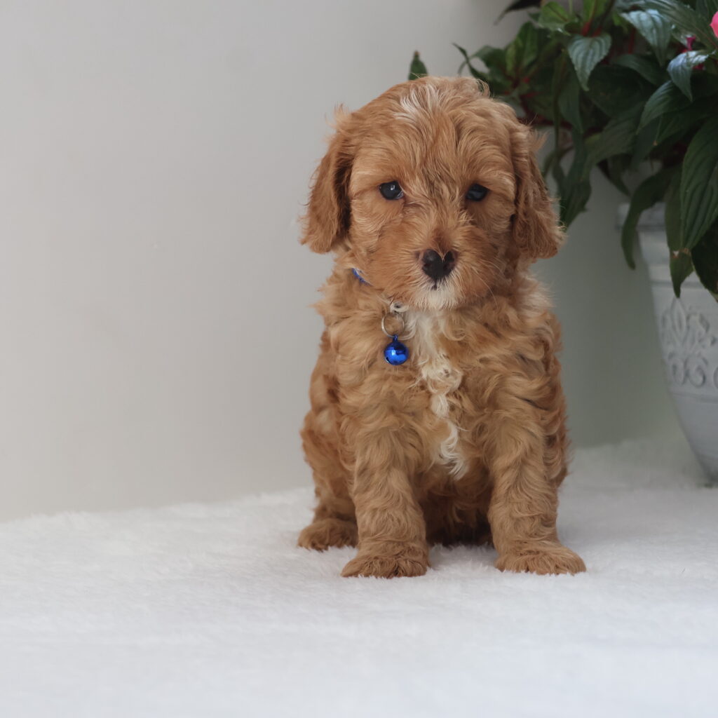 cavapoos