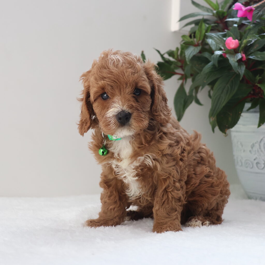 cavapoos