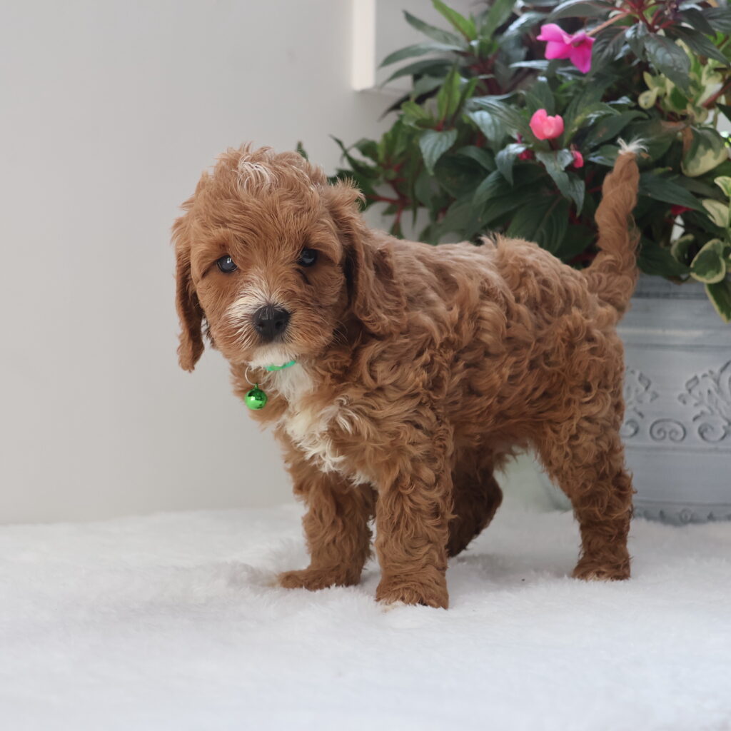 cavapoos for sale