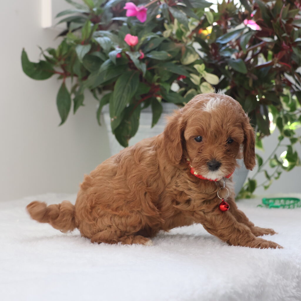 mini cavapoo