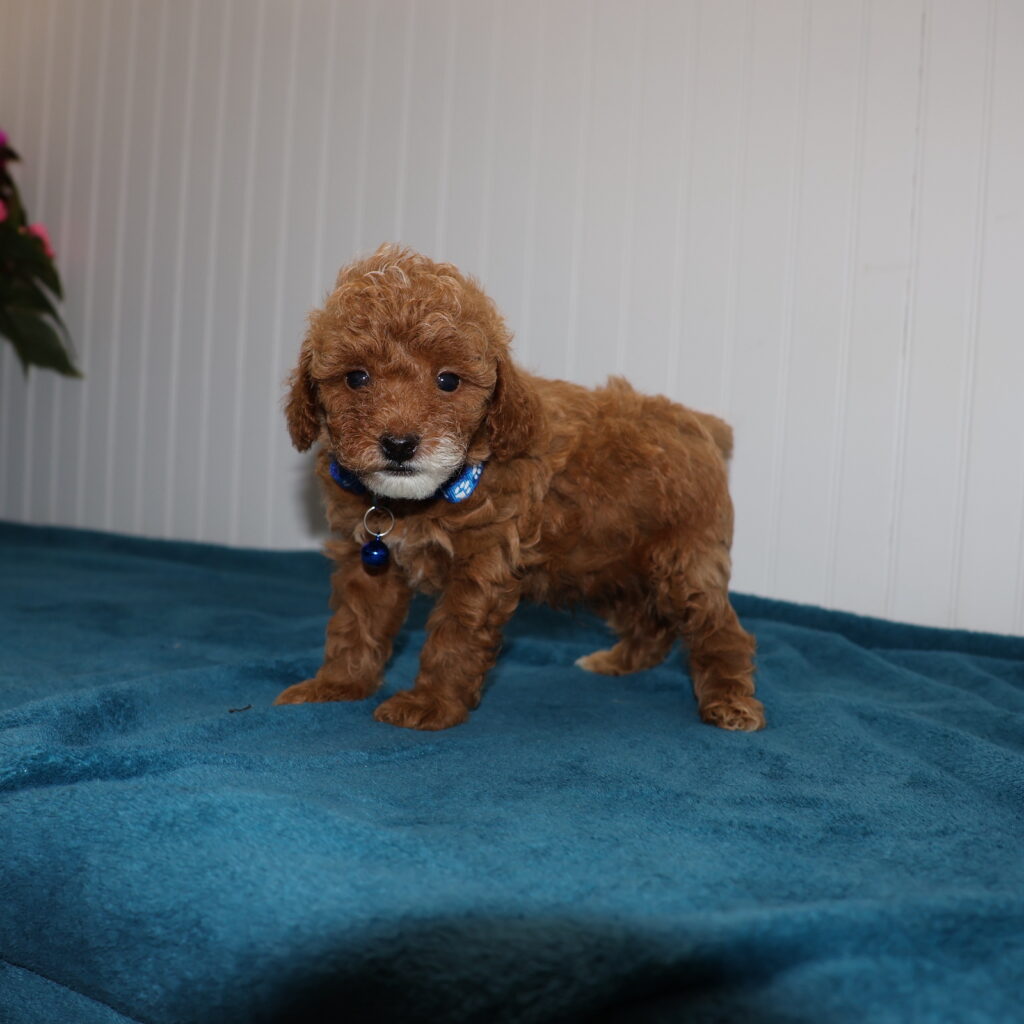 miniature toy poodle