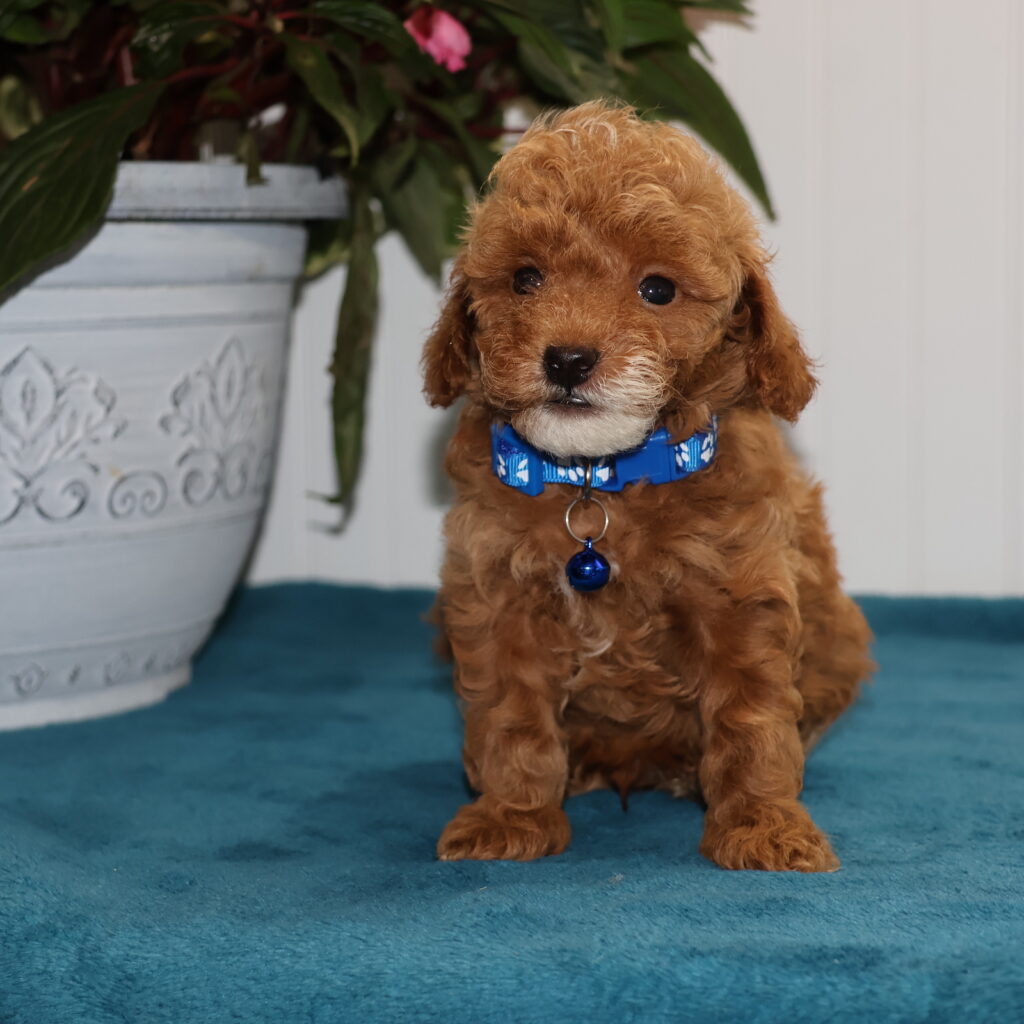 poodle toy