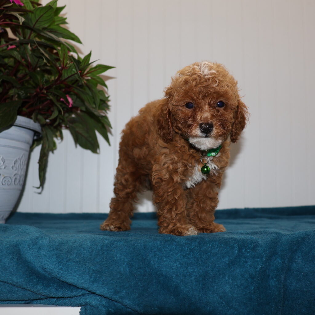 poodle toy