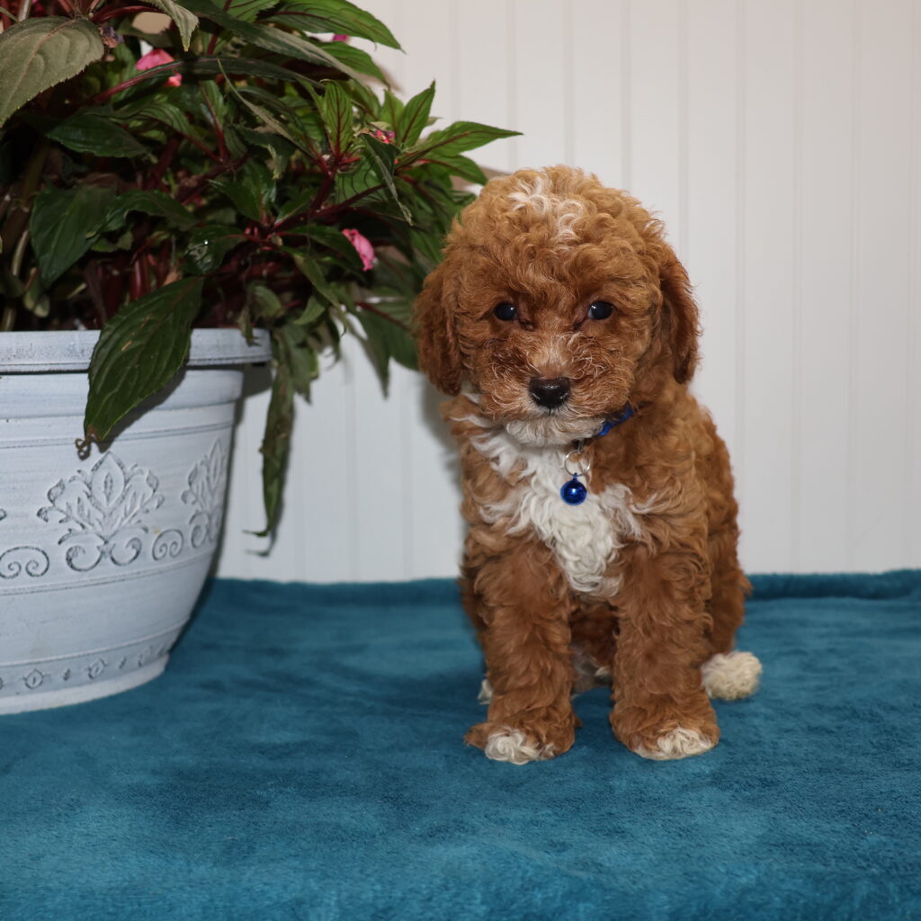 poodles for sale pa