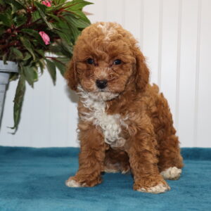 red and white toy poodle