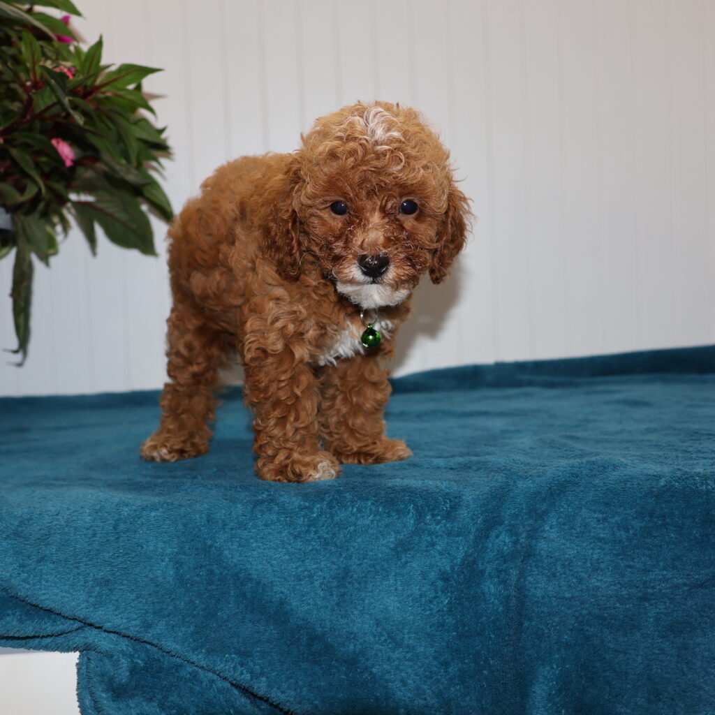 red and white toy poodle