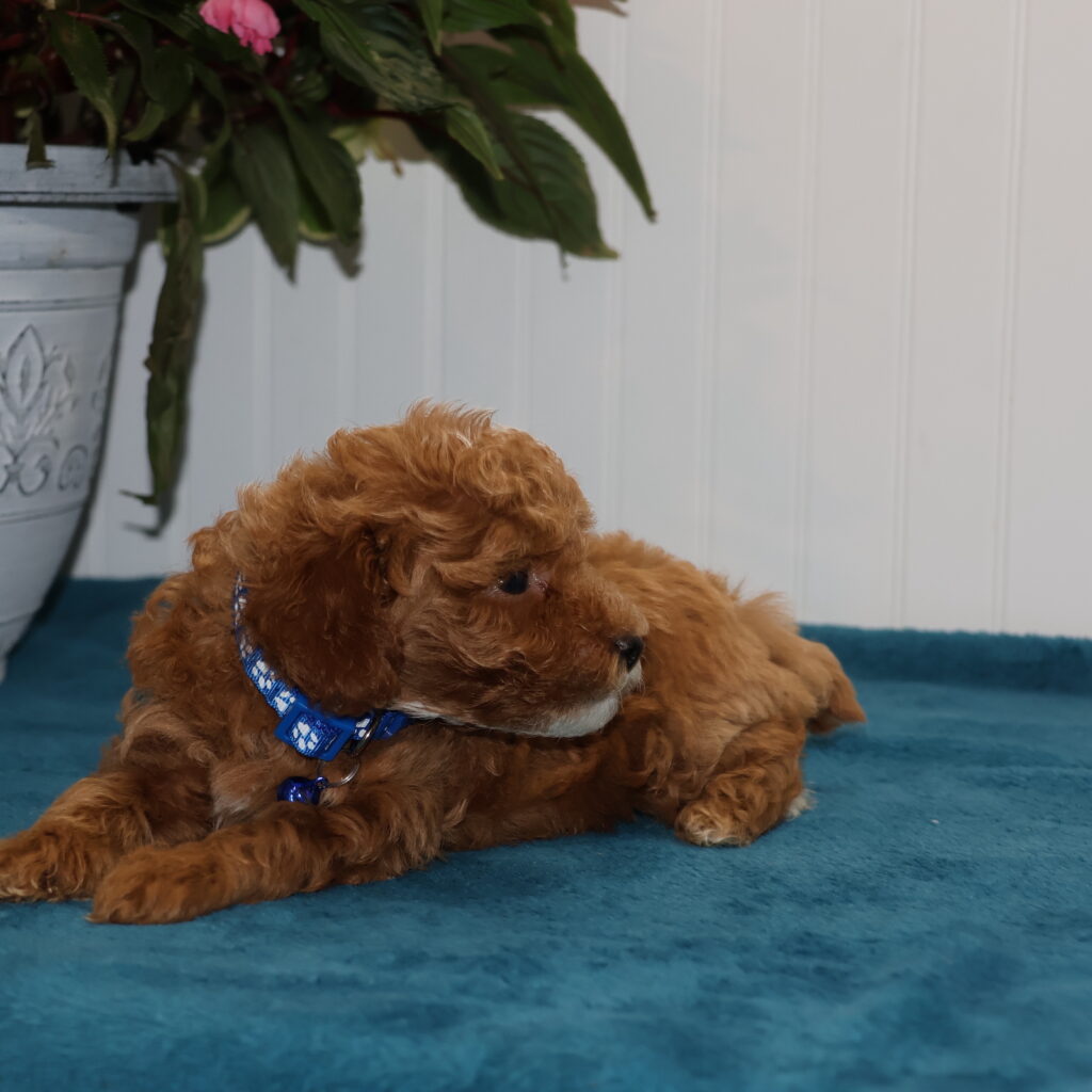 red toy poodle