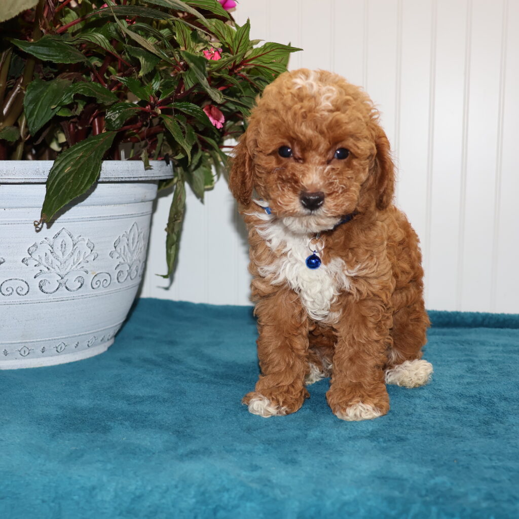 red toy poodle