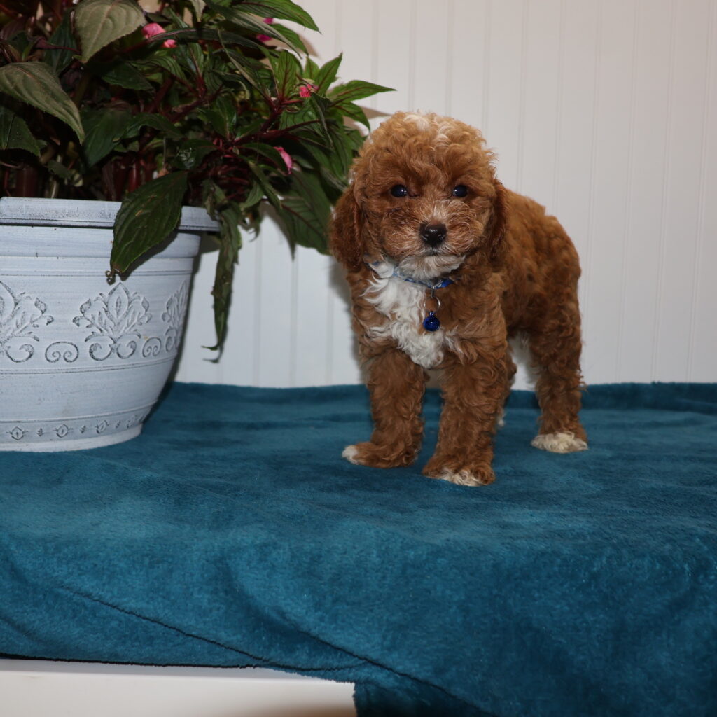 red toy poodle for sale