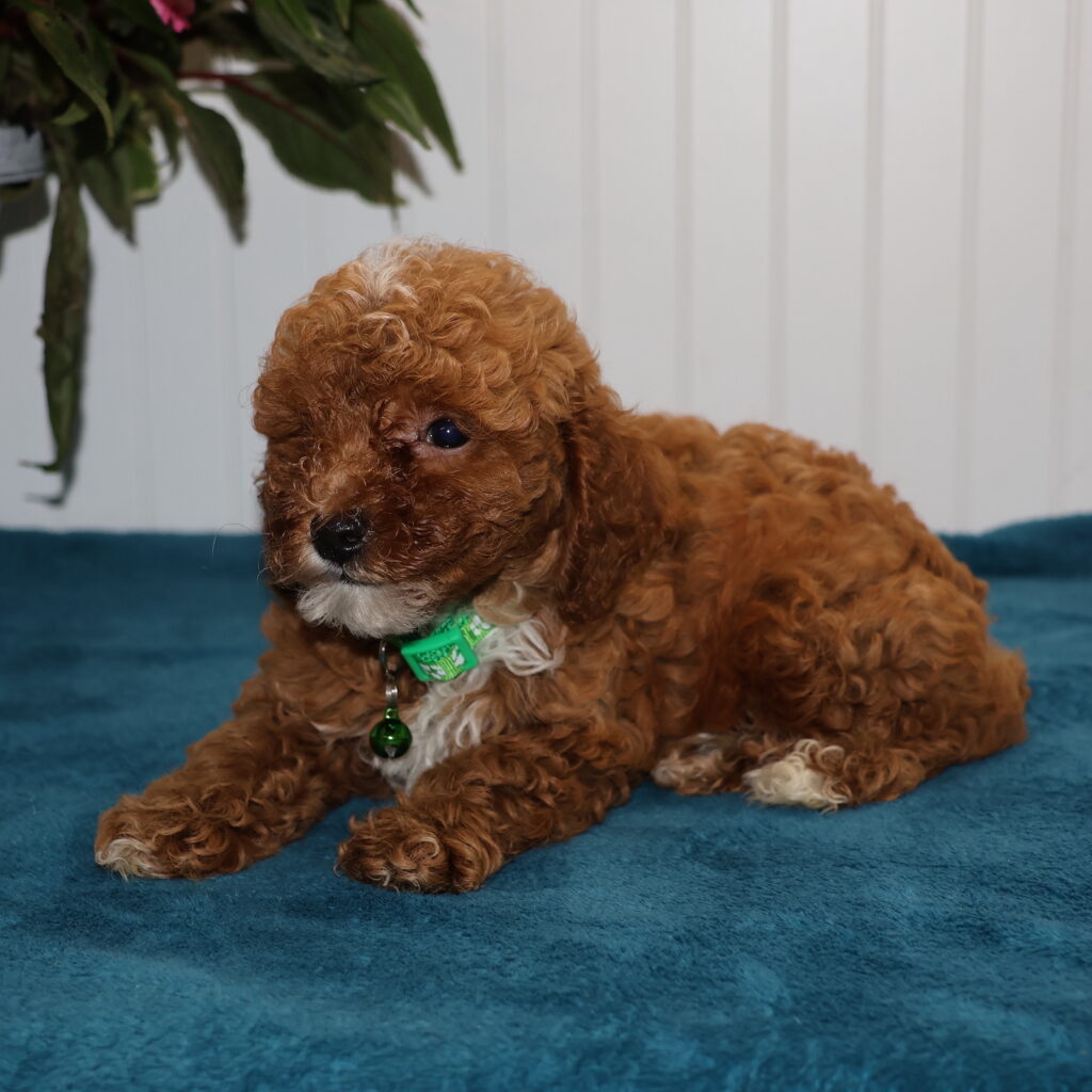 red toy poodles